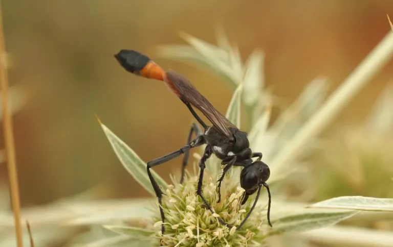 Guêpe de terre, fouisseuse de type Ammophila.