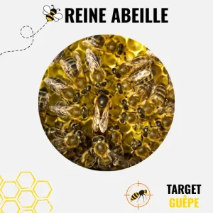 Photo d'une reine abeille autour de ses ouvrières.