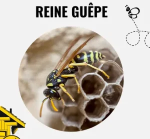 Photo d'une reine guêpe en gros plan.