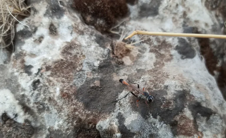 Photo d'une guêpe fouisseuse, guêpe de terre Ammophila sabulosa