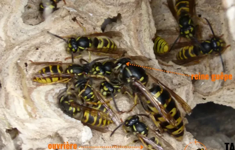 Photo d'une reine guêpe et ses ouvrières illustrant les différences entre les reines et les ouvrières.