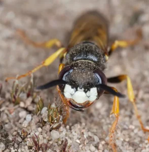 Photo d'une guêpe fouisseuse Philanthus triangulum surnommée "guêpe tueuse d’abeille"