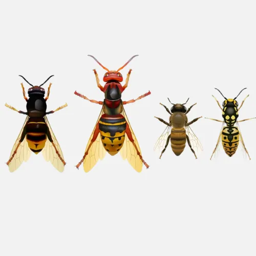 Illustration des différences entre guêpes, frelons, abeilles.