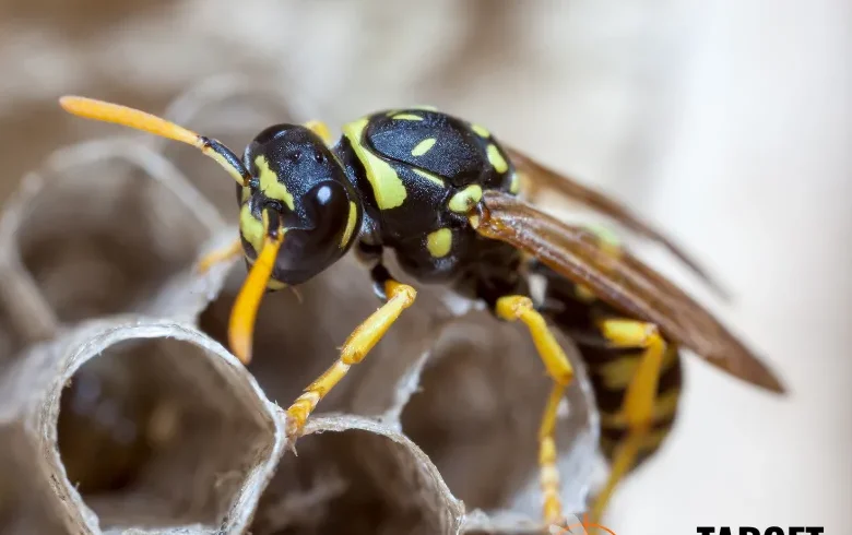 Photo d'une reine guêpe qui construit un nid primaire.