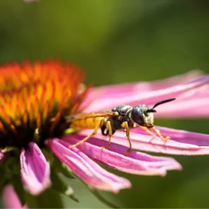 Photo en gros plan d'un frelon européen sur une fleur (espèce vespa crabro).