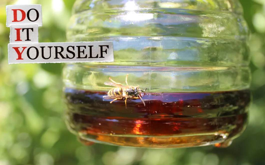 photo d'un piège à guêpe fait maison pour illustrer comment fabriquer un piège à guêpe.