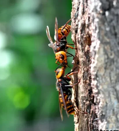 Photo de deux frelons géants vespa mandarinia sur un tronc d'arbre.