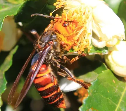 Photo d'un frelon géant vespa mandarinia sur une feuille.