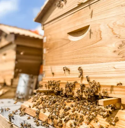 Photo d'une ruche d'abeilles.