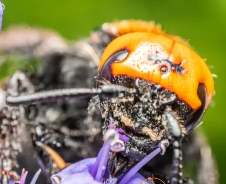 Photo de la tête d'un Frelon géant (Vespa mandarinia)