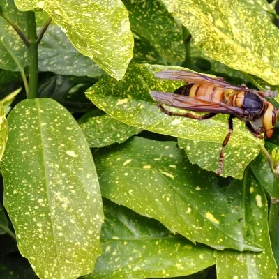 Photo d'un vespa soror en gros plan sur une feuille.