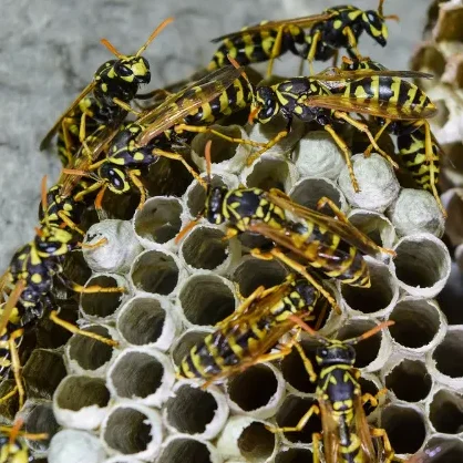 Photo de la construction d'un nid de guêpes polistes avec plusieurs guêpes.