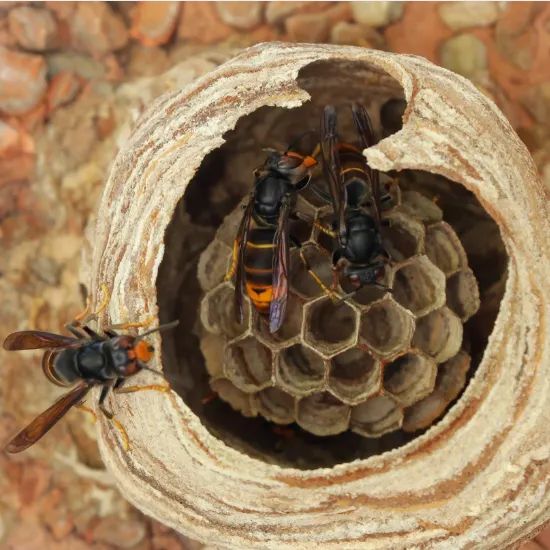 Photo de la construction d'un nid de frelon asiatique.