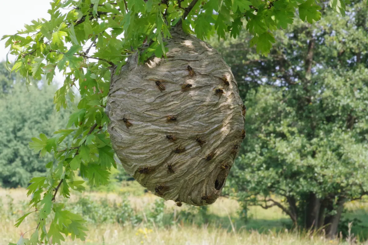 Nid de guêpes communes dans un arbre — Target Guêpe Hauts-de-France