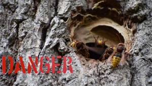 photo d'un nid de guêpes dangereux à l'intérieur d'un arbre.