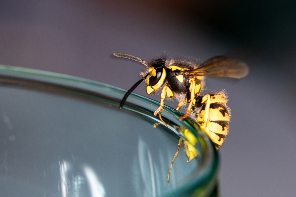 Repas en terrasse l'été avec des répulsifs naturels pour éloigner les guêpes